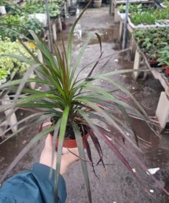 Dracaena Marginata Magenta | 4in pot