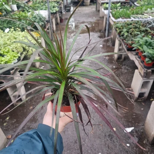 Dracaena Marginata Magenta | 4in pot