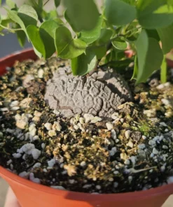 Elephant Foot Plant | 6 inch pot | Dioscorea Elephantipes | Live House Plant | Exotic Plant | Rare Plant