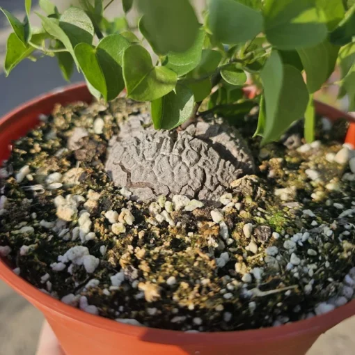 Elephant Foot Plant | 6 inch pot | Dioscorea Elephantipes | Live House Plant | Exotic Plant | Rare Plant