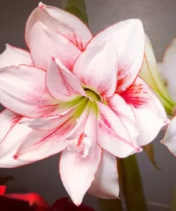 Elvas Amaryllis Set of 2 White and Red Large Flowering Bulbs for Indoor and Outdoor Decor