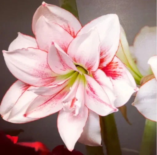 Elvas Amaryllis Set of 2 White and Red Large Flowering Bulbs for Indoor and Outdoor Decor