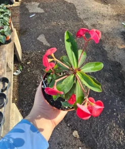 Euphorbia milii Floral Red | Pink Crown of Thorns | Euphorbia milii | 2in pot | 4in pot