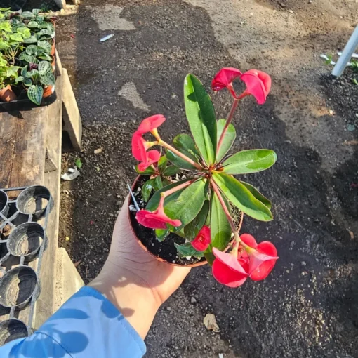 Euphorbia milii Floral Red | Pink Crown of Thorns | Euphorbia milii | 2in pot | 4in pot