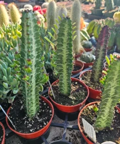 Euphorbia trigona rubra | Red Trigona | Green Lucky Plant | Green Trigona | Red Lucky Plant | 4in pot