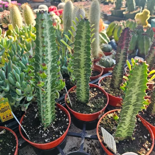 Euphorbia trigona rubra | Red Trigona | Green Lucky Plant | Green Trigona | Red Lucky Plant | 4in pot