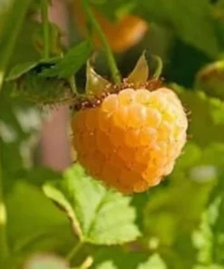 Fallgold Raspberry Plant - 4-6 Inch Live Yellow Raspberry Bush - Everbearing