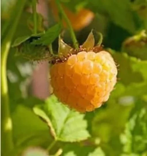 Fallgold Raspberry Plant - 4-6 Inch Live Yellow Raspberry Bush - Everbearing