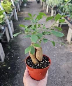 Ficus Ginseng | Ficus Microcarpa Ginseng 4in pot