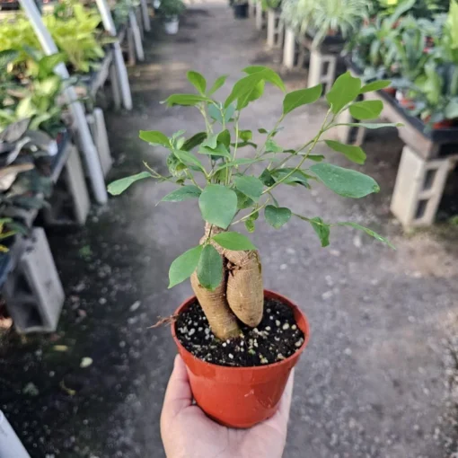 Ficus Ginseng | Ficus Microcarpa Ginseng 4in pot