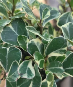 Ficus Triangularis Variegated | 4in pot | Cuttings