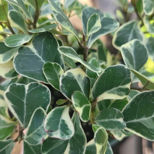 Ficus Triangularis Variegated | 4in pot | Cuttings