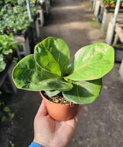 Ficus lyrata compacta | Little Fiddle | Ficus lyrata | Ficus Little Fiddle | 4in pot