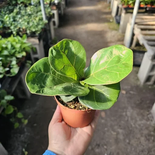 Ficus lyrata compacta | Little Fiddle | Ficus lyrata | Ficus Little Fiddle | 4in pot