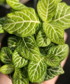 Fittonia Joly Lemon | Fittonia verschaffeltii Joly Lemon | 2in pot