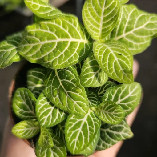 Fittonia Joly Lemon | Fittonia verschaffeltii Joly Lemon | 2in pot