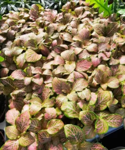 Fittonia verschaffeltii | Fittonia Ruby Lime | 2in pot