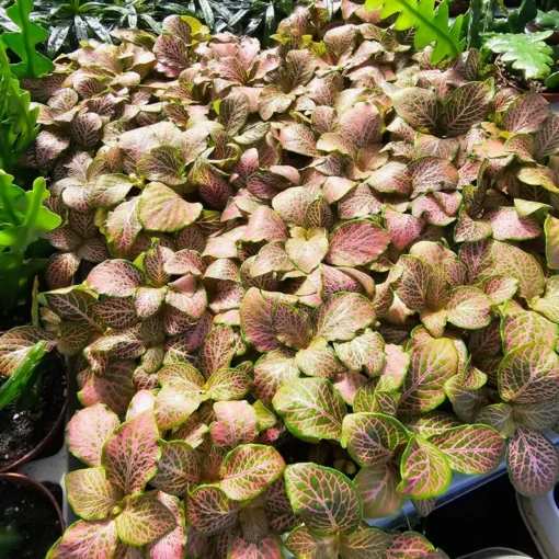 Fittonia verschaffeltii | Fittonia Ruby Lime | 2in pot