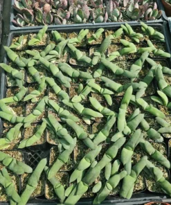 Gasteria glomerata | Ox Tongue plant | Kouga gasteria | Asphodelaceae | 2in pot