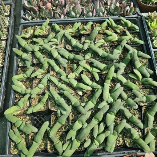 Gasteria glomerata | Ox Tongue plant | Kouga gasteria | Asphodelaceae | 2in pot