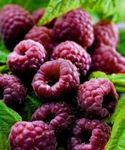 Glencoe Raspberry Bush - Purple Raspberry Plant Live - 4-6 Inch Starter - Spine-Free