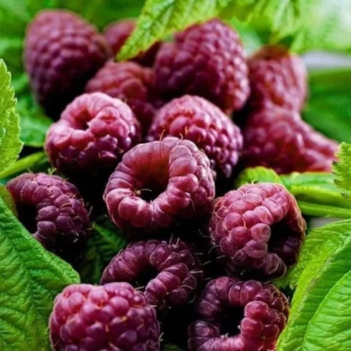 Glencoe Raspberry Bush - Purple Raspberry Plant Live - 4-6 Inch Starter - Spine-Free