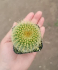 Golden Ball Cactus | Parodia leninghausii | Yellow Tower cactus | Golden Ball | Lemon Ball | 2in pot