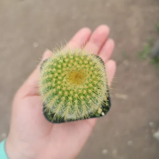 Golden Ball Cactus | Parodia leninghausii | Yellow Tower cactus | Golden Ball | Lemon Ball | 2in pot