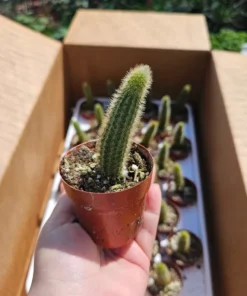 Golden Rattail Cactus | Cleistocactus winteri | 2in pot