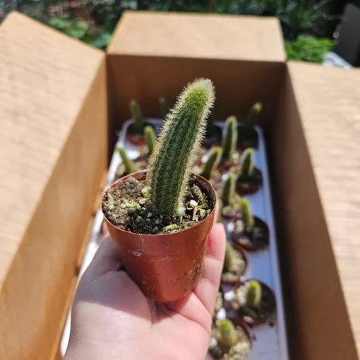 Golden Rattail Cactus | Cleistocactus winteri | 2in pot