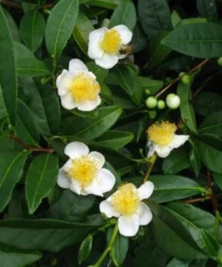 Green Tea Plant Camellia Sinensis 4-6in Live Shrub, Evergreen, Garden or Potting