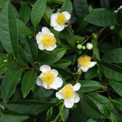 Green Tea Plant Camellia Sinensis 4-6in Live Shrub, Evergreen, Garden or Potting