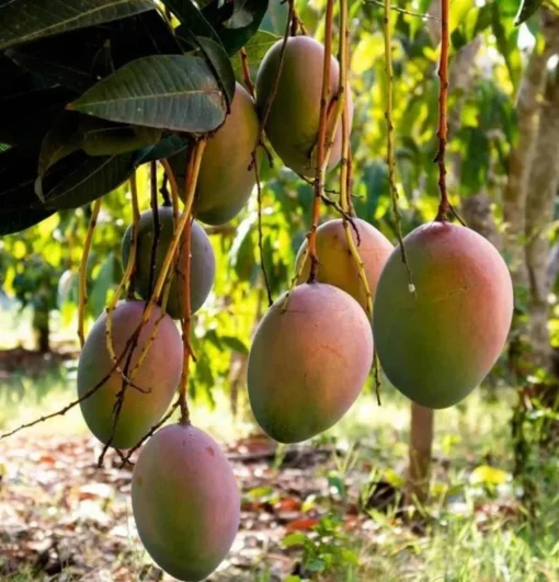 Haden Mango Tree 2 Ft - Live Tropical Fruit Tree for Gardens and Backyards