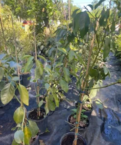 Hass Catalina Avocado Tree 2ft Tall in 3-Gallon Pot with Free Shipping