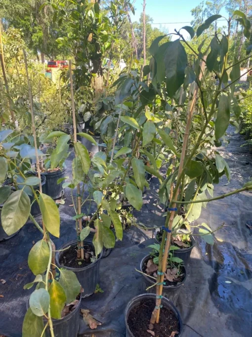 Hass Catalina Avocado Tree 2ft Tall in 3-Gallon Pot with Free Shipping