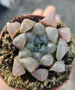 Haworthia Cooperi Purple | 2in and 4in pots