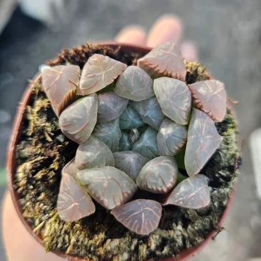 Haworthia Cooperi Purple | 2in and 4in pots