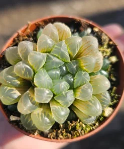 Haworthia Cooperi Variegated | 2in and 4in pot