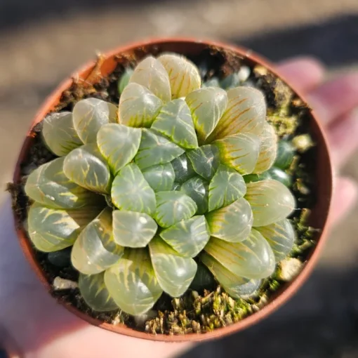 Haworthia Cooperi Variegated | 2in and 4in pot