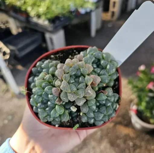 Haworthia Cooperi Variegated Succulent | 4 Inch Pot | Rare Indoor Plant Decor