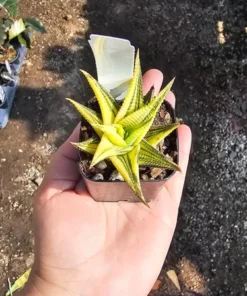 Haworthia limifolia Variegata 2in and 4in pot