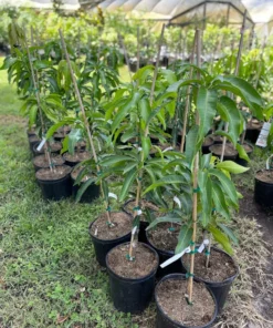 Healthy Grafted Valencia Pride Mango Tree 2-3 Feet Tall with Soil in 3-Gallon Pot