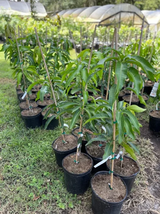 Healthy Grafted Valencia Pride Mango Tree 2-3 Feet Tall with Soil in 3-Gallon Pot