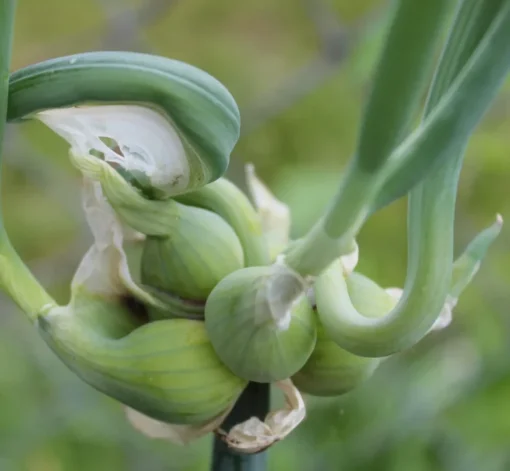 Heirloom Walking Onion Bulbs for Planting Outdoors – 10 Easy-to-Grow Live Plants