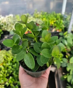 Hoya Cunninghamia | 2in pot | 4in pot | hoya cuttings