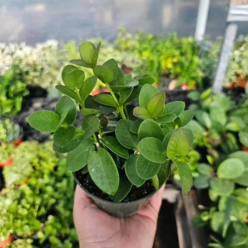 Hoya Cunninghamia | 2in pot | 4in pot | hoya cuttings