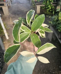 Hoya Cutting Bundle | Krinkle Hoya | Hoya Shooting Star | Hoya Tricolor | Hoya Mathilde | Unrooted cutting | Rooted cutting