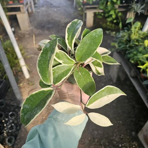 Hoya Cutting Bundle | Krinkle Hoya | Hoya Shooting Star | Hoya Tricolor | Hoya Mathilde | Unrooted cutting | Rooted cutting