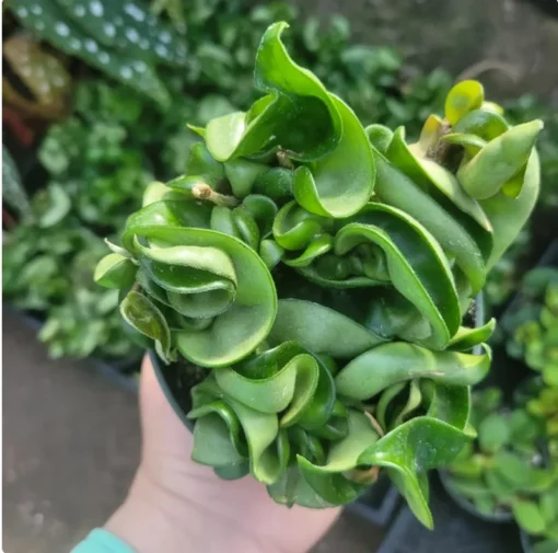 Hoya Hindu Rope Plant Hoya Carnosa Compacta 4 Inch Pot | Green Indoor Trailing Plant