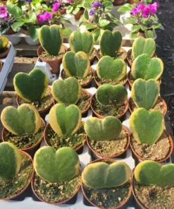 Hoya Kerii Variegated Hearts | 2in pot | 4in pot